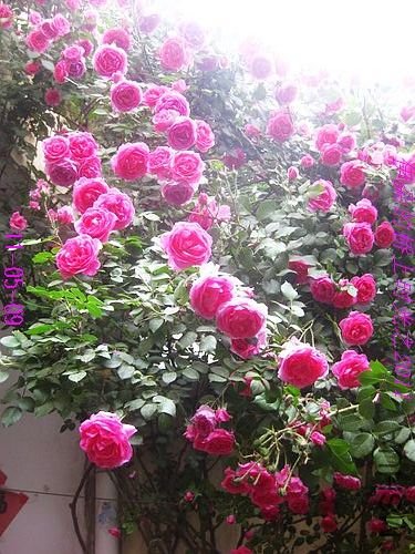 nEO_IMG_��Ƭ 283.jpg