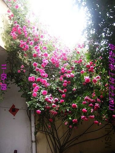 nEO_IMG_��Ƭ 281.jpg