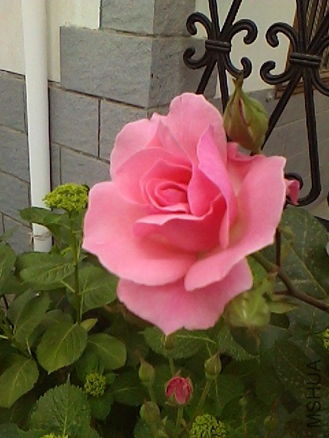IMG0508164101.jpg