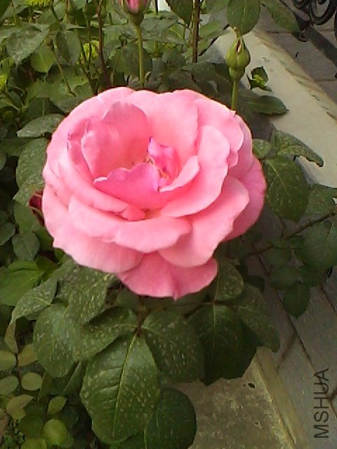 IMG0508164100.jpg
