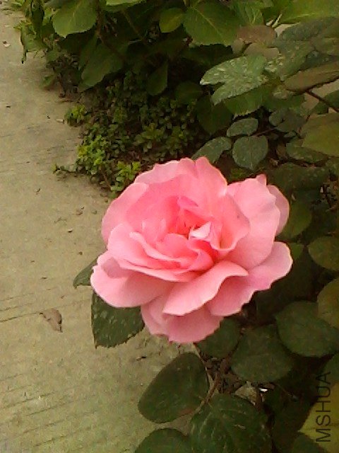 IMG0504165804.jpg