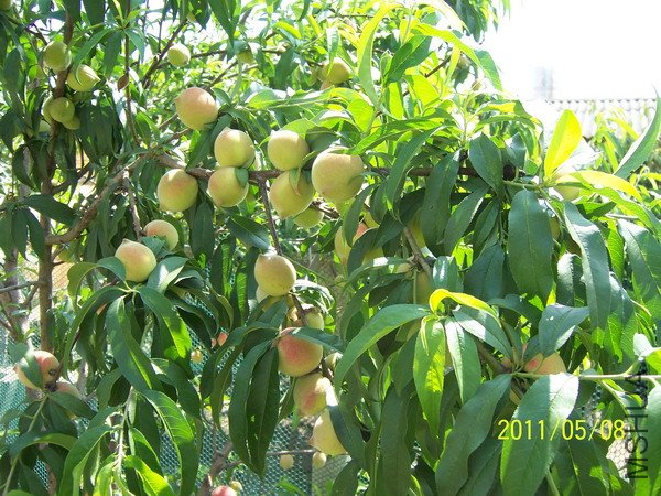 20110509 015.jpg