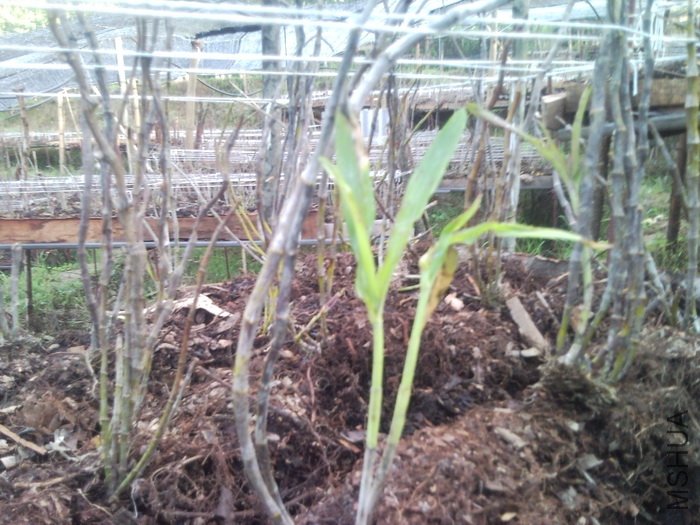 SNC00090 - ����_������С.jpg