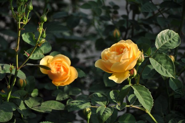 2011.5.9 043����˹.jpg