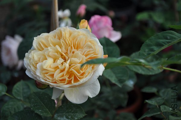 2011.5.9 007��Ц.jpg