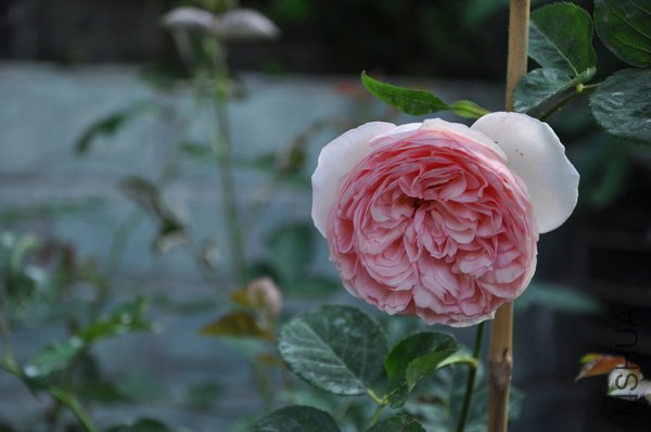 2011.5.9 035�Ų�.jpg