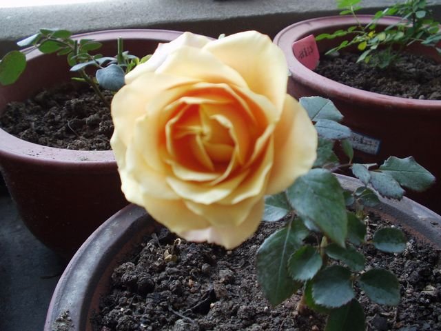 P1010006.JPG