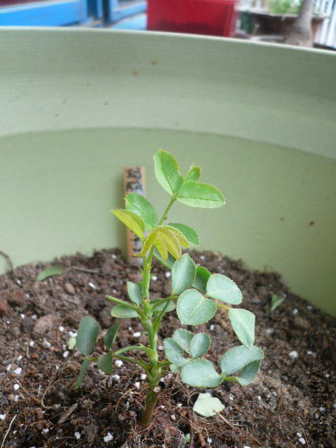 P1100222.JPG