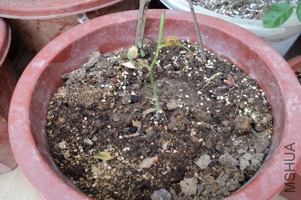 ��Ƭ 224_������С.jpg