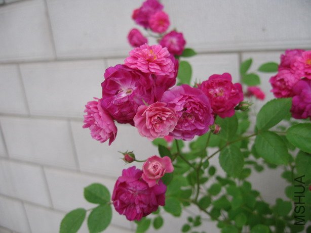 ��Ƭ 135_��С��С.jpg