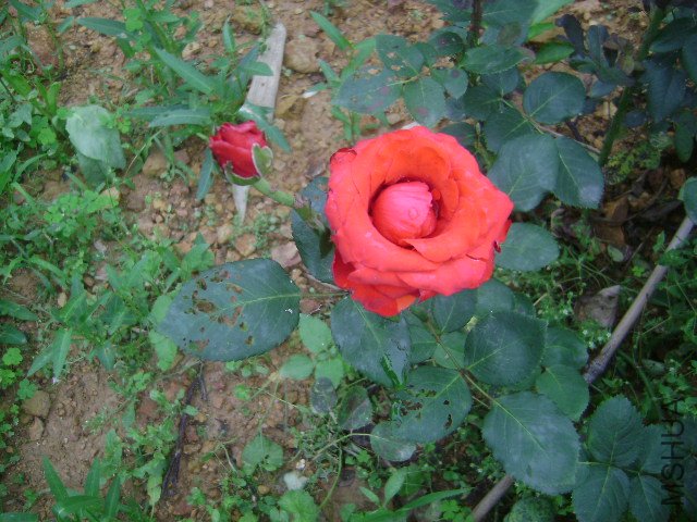 DSC01519.JPG