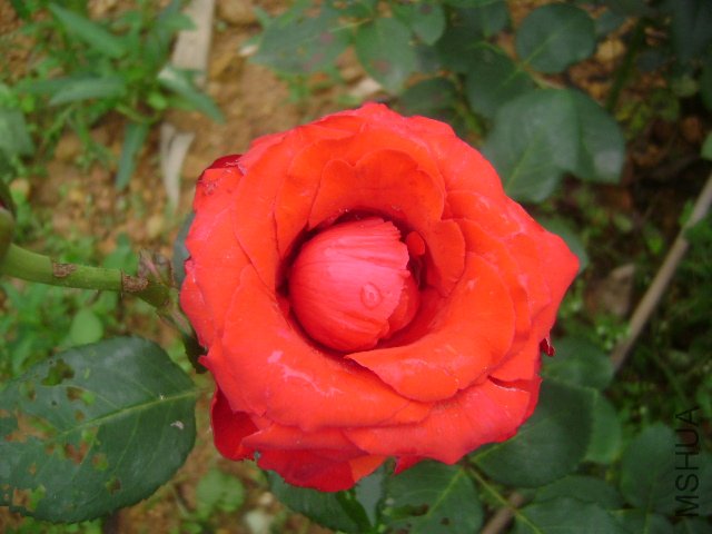 DSC01516.JPG