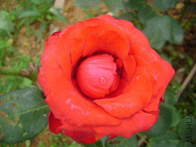 DSC01515.JPG