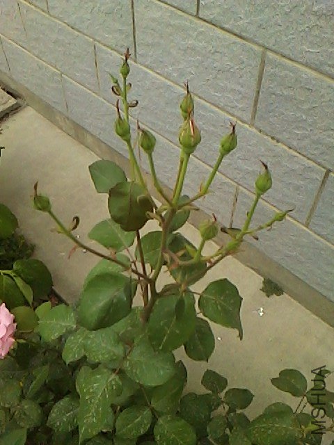 IMG0510161401.jpg