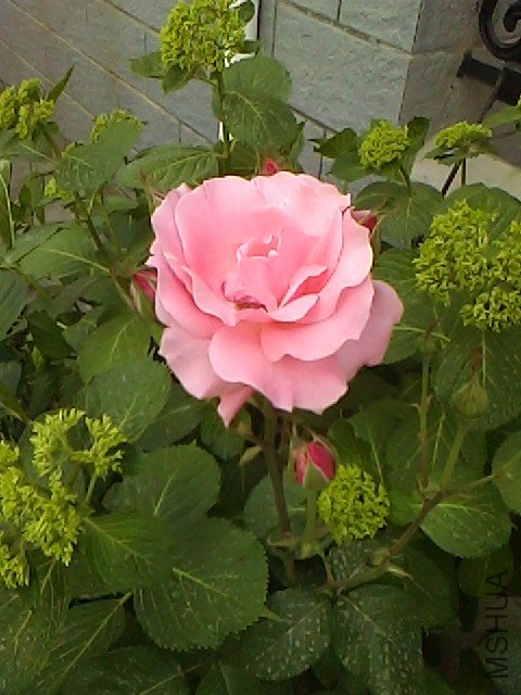 IMG0510161400.jpg