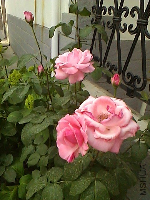 IMG0510161500.jpg