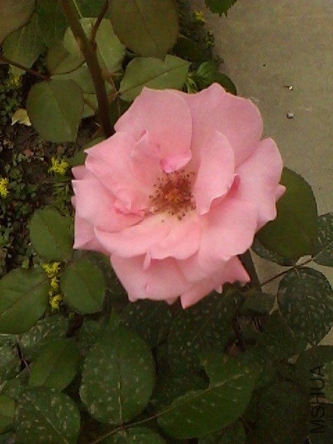 IMG0510161402.jpg
