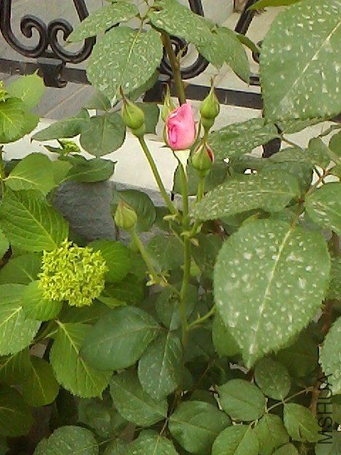 IMG0510161501.jpg