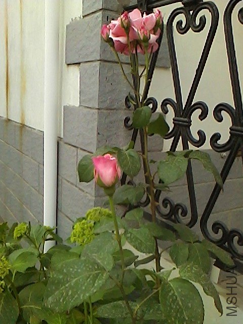 IMG0510161600.jpg