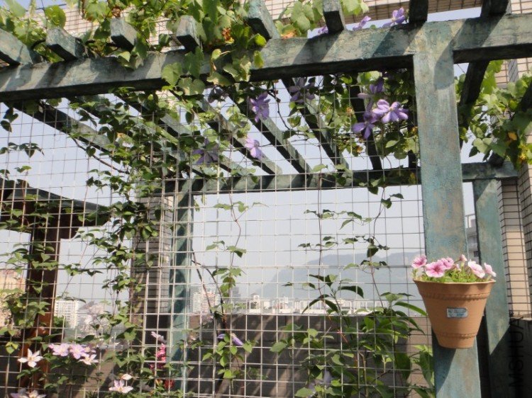 ���ɵ�����˳���̫����