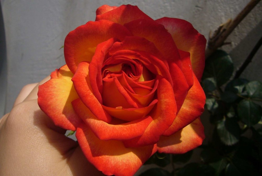 P1080115suoxiao.jpg