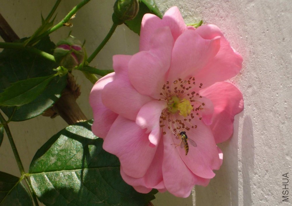 P1080118suoxiao.jpg