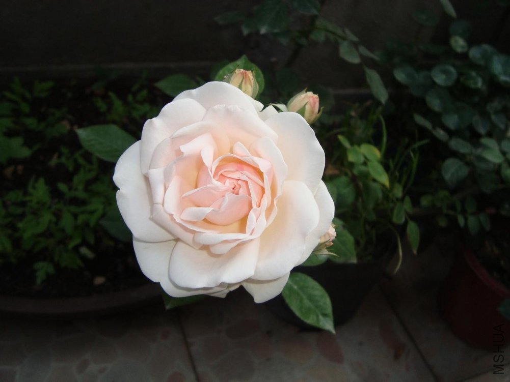 DSC02121.JPG