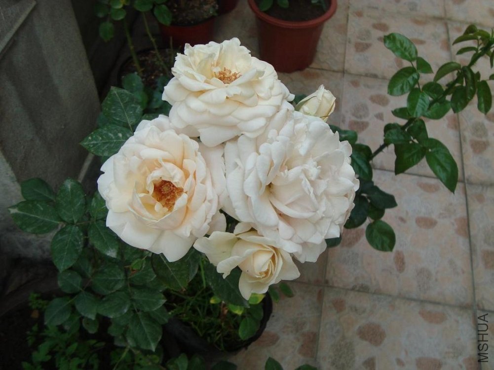 DSC02154.JPG