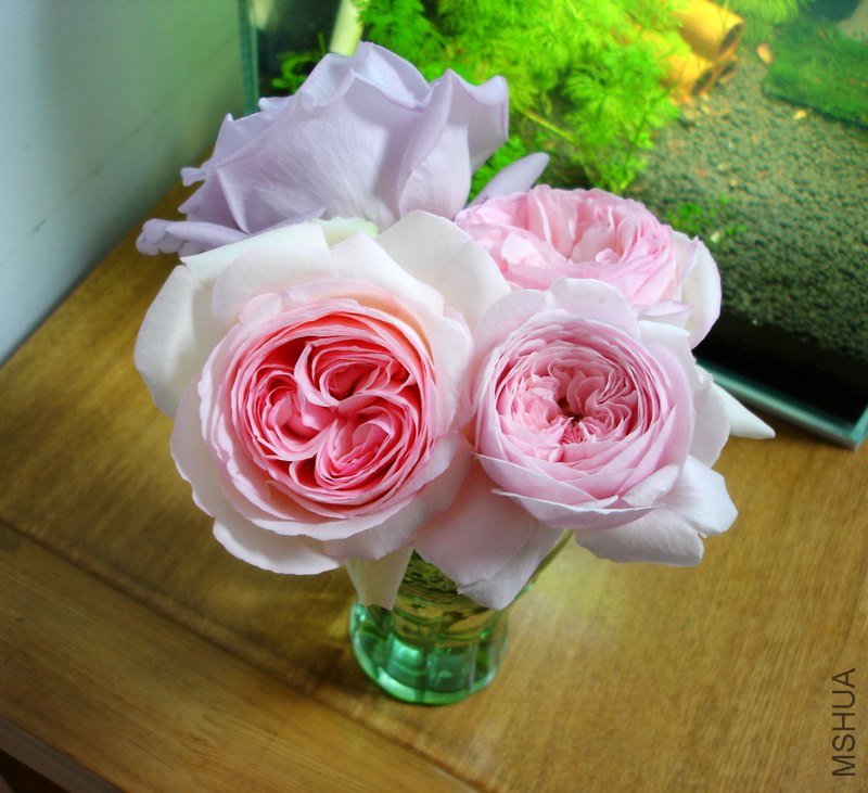 DSC04724.JPG