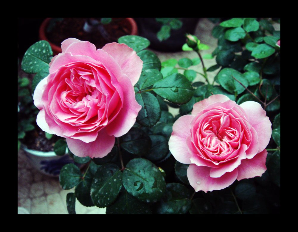 DSC05176.jpg