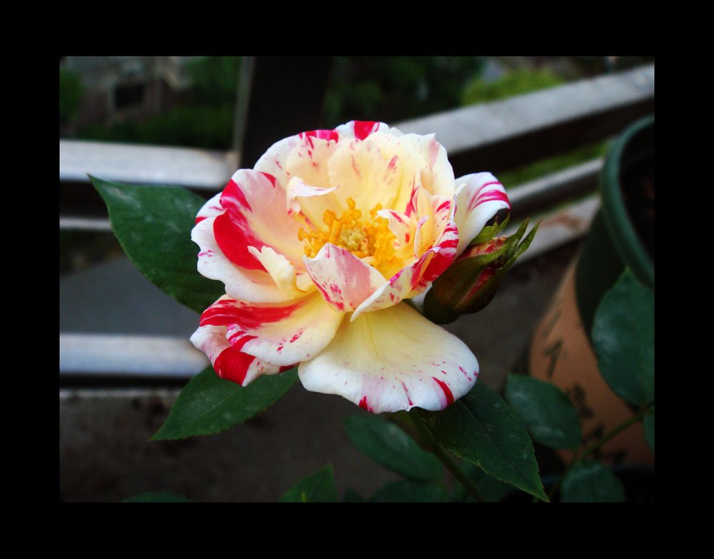 DSC05159.jpg