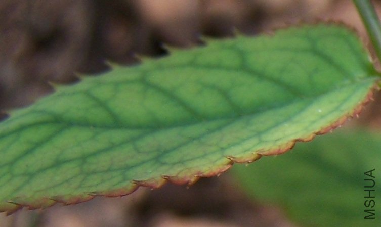 100_7870a.jpg