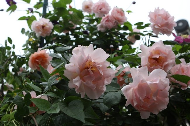 IMG_7132.jpg