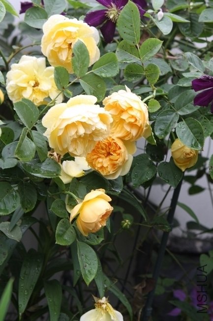 IMG_7075.jpg