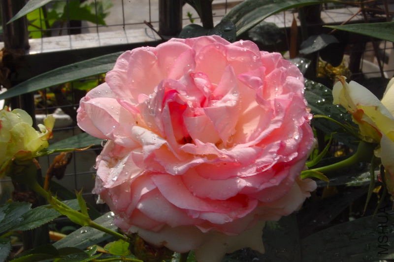 DSC_01010101.JPG