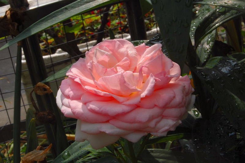 DSC_01040104.JPG