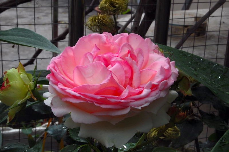 DSC_01070107.JPG