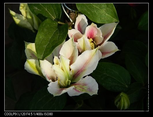 nEO_IMG_��Ƭ 488.jpg