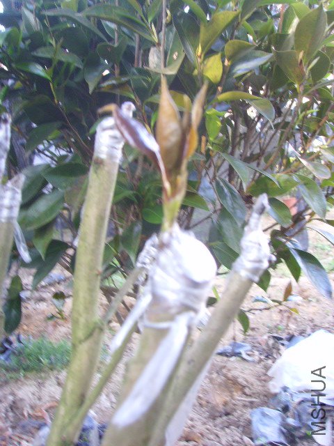 SSL23119.JPG