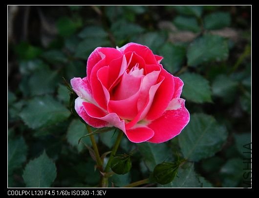 nEO_IMG_��Ƭ 529.jpg