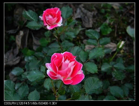 nEO_IMG_��Ƭ 528.jpg