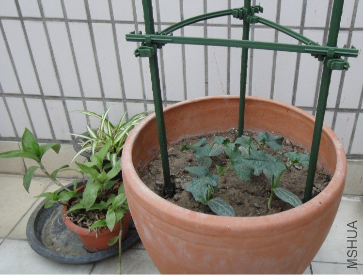 ��˿��20110511 1.JPG