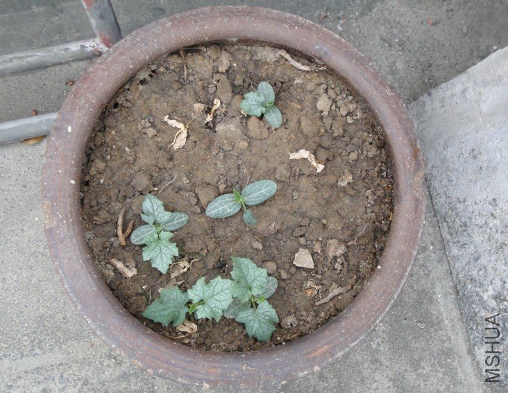 ��˿�ϱ�20110511 1.JPG