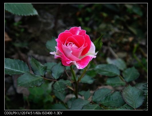 nEO_IMG_��Ƭ 531.jpg