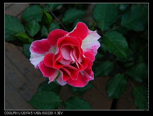 nEO_IMG_��Ƭ 530.jpg