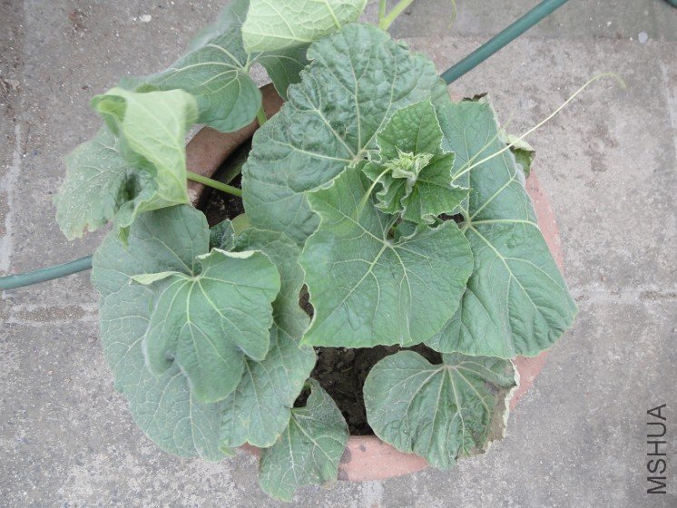 ����«������20110511 1.JPG