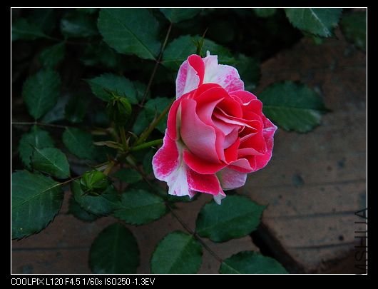 nEO_IMG_��Ƭ 533.jpg