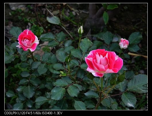 nEO_IMG_��Ƭ 532.jpg