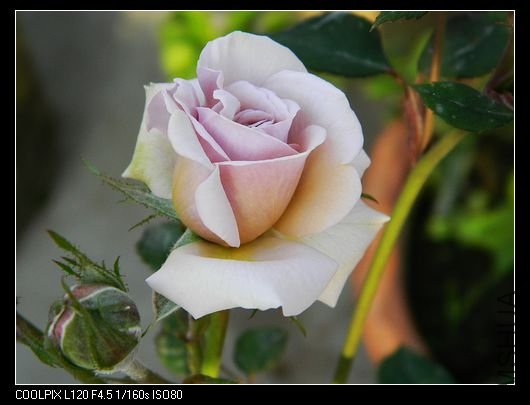 nEO_IMG_��Ƭ 458.jpg