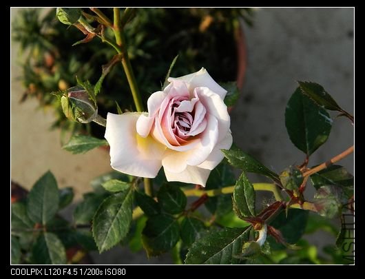 nEO_IMG_��Ƭ 456.jpg